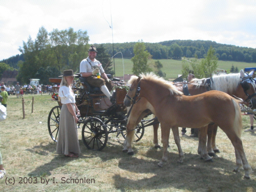 Einspnner Schwarzwlder mit Fohlen